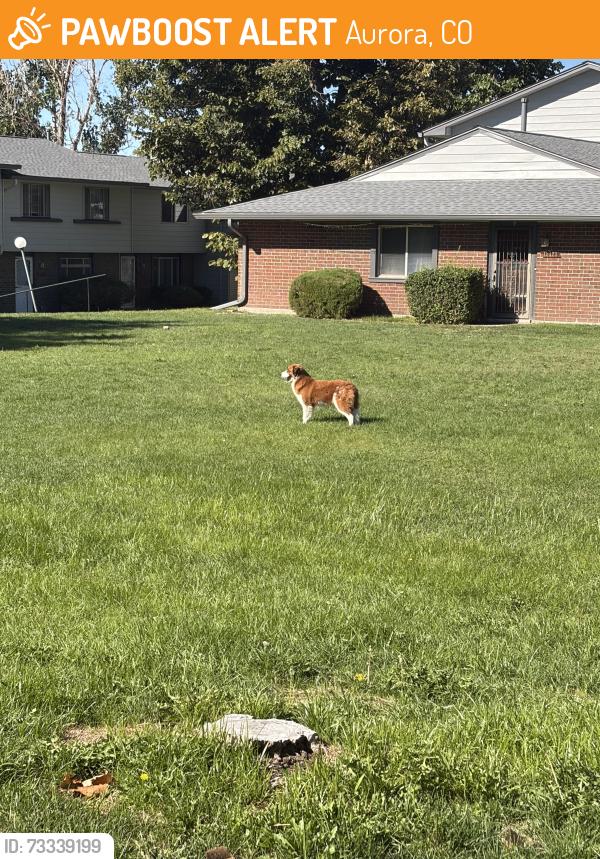 Found/Stray Unknown Dog last seen Mississippi and Troy, Aurora, CO 80012
