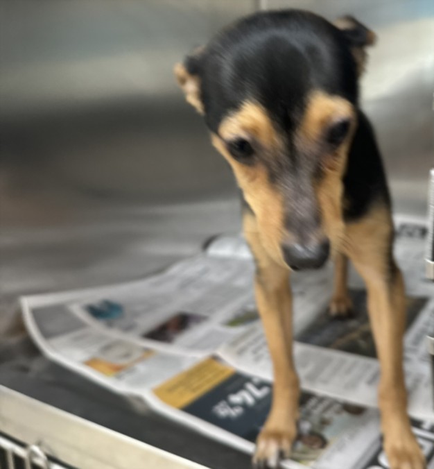 Shelter Stray Male Dog last seen , 957 N Gaffey St, San Pedro, CA 90731, USA