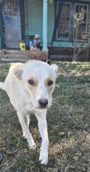 Shelter Stray Female Dog last seen Near BLOCK GROBE, 4710 TX-151, San Antonio, TX 78227, USA
