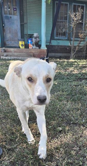 Shelter Stray Female Dog last seen Near BLOCK GROBE, 4710 TX-151, San Antonio, TX 78227, USA