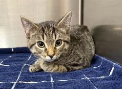 Shelter Stray Male Cat last seen CONF SMITHVILLE, 2600 NE Perry Ave, Peoria, IL 61603, USA