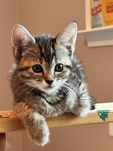 Shelter Stray Female Cat last seen CHARLOTTE, 8315 Byrum Dr, Charlotte, NC 28217, USA
