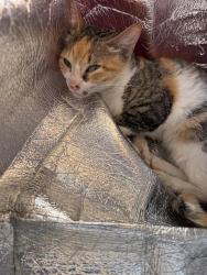 Shelter Stray Female Cat last seen HEB LAS PALMAS, 4710 TX-151, San Antonio, TX 78227, USA