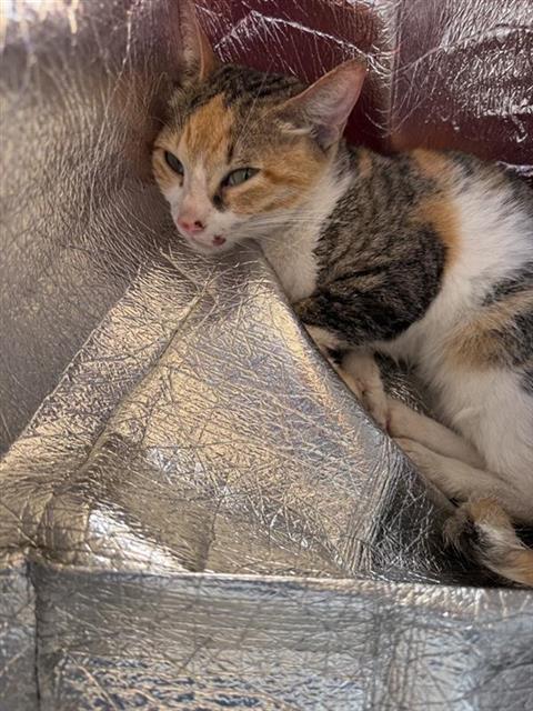 Shelter Stray Female Cat last seen HEB LAS PALMAS, 4710 TX-151, San Antonio, TX 78227, USA