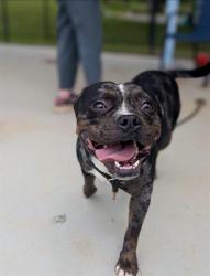 Shelter Stray Male Dog last seen CHARLOTTE, 8315 Byrum Dr, Charlotte, NC 28217, USA