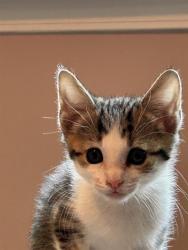 Shelter Stray Male Cat last seen CHARLOTTE, 8315 Byrum Dr, Charlotte, NC 28217, USA