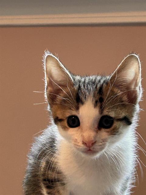 Shelter Stray Male Cat last seen CHARLOTTE, 8315 Byrum Dr, Charlotte, NC 28217, USA