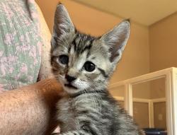 Shelter Stray Male Cat last seen CHARLOTTE, 8315 Byrum Dr, Charlotte, NC 28217, USA