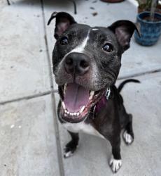 Shelter Stray Female Dog last seen CHARLOTTE, 8315 Byrum Dr, Charlotte, NC 28217, USA