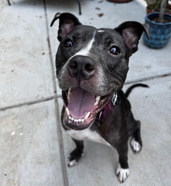 Shelter Stray Female Dog last seen CHARLOTTE, 8315 Byrum Dr, Charlotte, NC 28217, USA