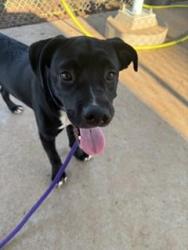 Shelter Stray Male Dog last seen CHARLOTTE, 8315 Byrum Dr, Charlotte, NC 28217, USA