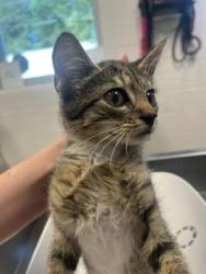 Shelter Stray Female Cat last seen ALAMANCE COUNTY, 221 Stone Quarry Rd, Burlington, NC 27217, USA
