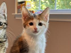 Shelter Stray Female Cat last seen CHARLOTTE, 8315 Byrum Dr, Charlotte, NC 28217, USA