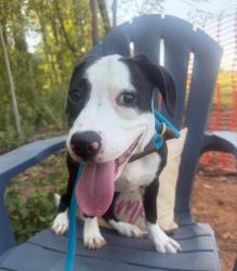 Shelter Stray Female Dog last seen CHARLOTTE, 8315 Byrum Dr, Charlotte, NC 28217, USA