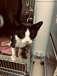 Shelter Stray Male Cat last seen BETHEL HICKORY GROVE CHURCH, 1601 Eubanks Rd, Chapel Hill, NC 27516, USA