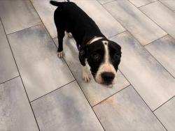 Shelter Stray Female Dog last seen CHARLOTTE, 8315 Byrum Dr, Charlotte, NC 28217, USA