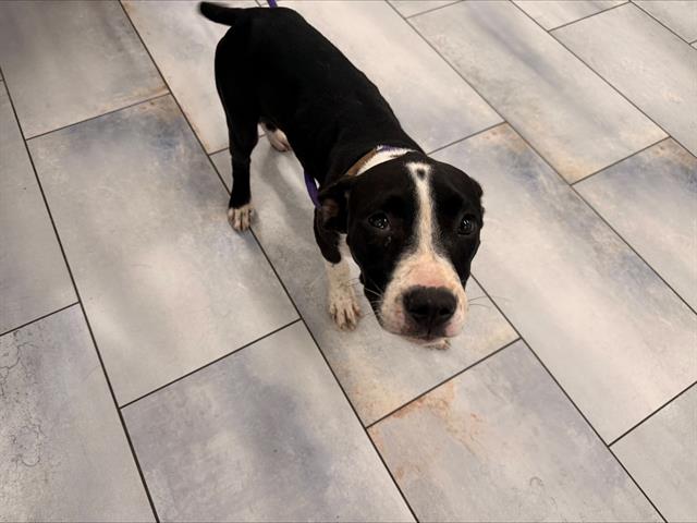 Shelter Stray Female Dog last seen CHARLOTTE, 8315 Byrum Dr, Charlotte, NC 28217, USA