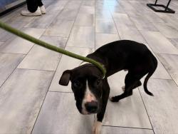 Shelter Stray Male Dog last seen CHARLOTTE, 8315 Byrum Dr, Charlotte, NC 28217, USA