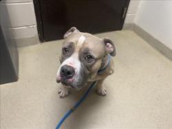 Shelter Stray Male Dog last seen FINLEY FOREST, 1601 Eubanks Rd, Chapel Hill, NC 27516, USA