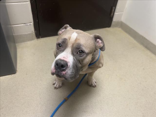 Shelter Stray Male Dog last seen FINLEY FOREST, 1601 Eubanks Rd, Chapel Hill, NC 27516, USA