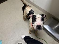 Shelter Stray Female Dog last seen ORANGE GROVE, 1601 Eubanks Rd, Chapel Hill, NC 27516, USA