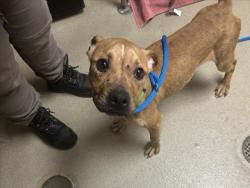 Shelter Stray Male Dog last seen ORANGE GROVE, 1601 Eubanks Rd, Chapel Hill, NC 27516, USA