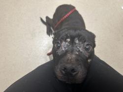 Shelter Stray Male Dog last seen ORANGE GROVE, 1601 Eubanks Rd, Chapel Hill, NC 27516, USA
