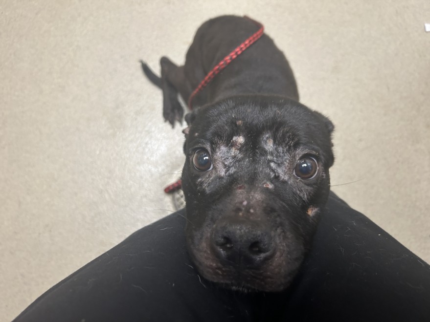 Shelter Stray Male Dog last seen ORANGE GROVE, 1601 Eubanks Rd, Chapel Hill, NC 27516, USA