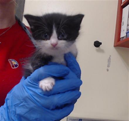 Shelter Stray Male Cat last seen Near BLOCK W HILLSIDE AVE DENVER CO 80219, 1241 W Bayaud Ave, Denver, CO 80223, USA