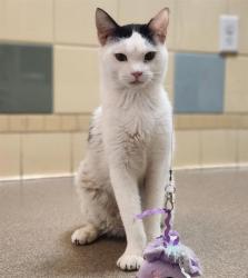 Shelter Stray Female Cat last seen Near BLOCK S RARITAN ST, DENVER CO 80223, 1241 W Bayaud Ave, Denver, CO 80223, USA
