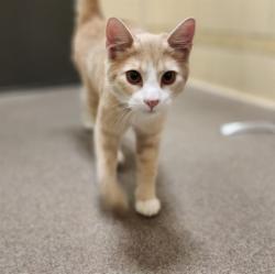 Shelter Stray Female Cat last seen Near BLOCK W BAYAUD AVE, DENVER CO 80223, 1241 W Bayaud Ave, Denver, CO 80223, USA