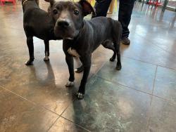 Shelter Stray Female Dog last seen HWY 434/HWY36 LACOMBE, 31078 LA-36, Lacombe, LA 70445, USA