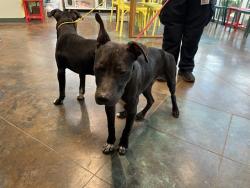 Shelter Stray Male Dog last seen HWY 434/HWY36 LACOMBE, 31078 LA-36, Lacombe, LA 70445, USA
