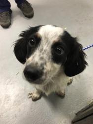 Shelter Stray Male Dog last seen Near BLK EAKINS CT, BAKERSFIELD, CA, 201 S Mt Vernon Ave, Bakersfield, CA 93307, USA