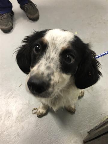 Shelter Stray Male Dog last seen Near BLK EAKINS CT, BAKERSFIELD, CA, 201 S Mt Vernon Ave, Bakersfield, CA 93307, USA