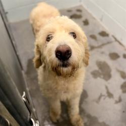 Shelter Stray Male Dog last seen BEECHER ST, LEESBURG, 12280 County Rd 448, Tavares, FL 32778, USA
