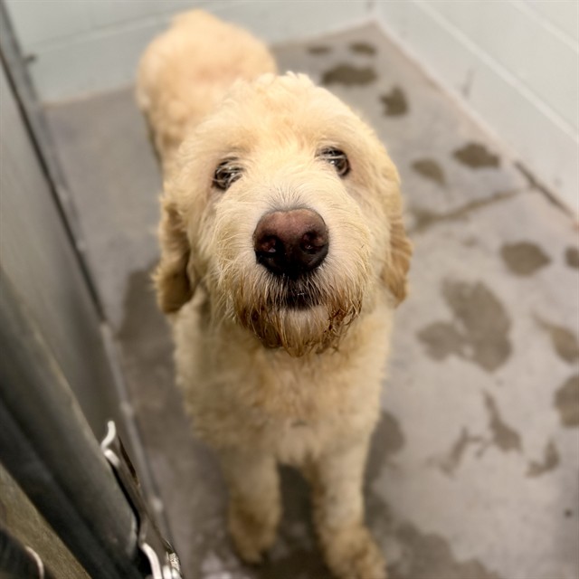 Shelter Stray Male Dog last seen BEECHER ST, LEESBURG, 12280 County Rd 448, Tavares, FL 32778, USA