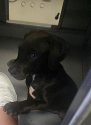 Shelter Stray Female Dog last seen KINGS CROSS BAKERSFIELD, 201 S Mt Vernon Ave, Bakersfield, CA 93307, USA