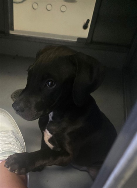 Shelter Stray Female Dog last seen KINGS CROSS BAKERSFIELD, 201 S Mt Vernon Ave, Bakersfield, CA 93307, USA