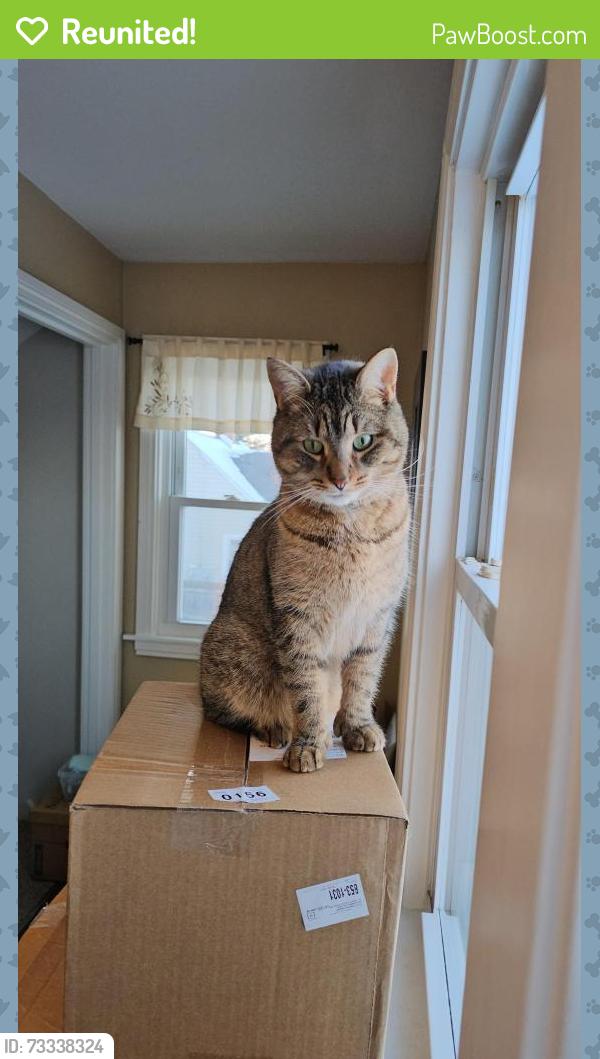 Reunited Male Cat last seen Oakwood Terrace and Rosewood Terrace, North Tonawanda, NY 14120