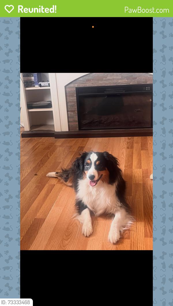 Reunited Male Dog last seen Eubank and central, Albuquerque, NM 87123
