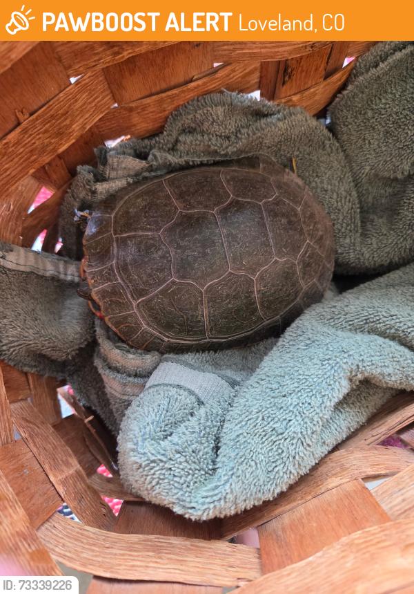 Found/Stray Unknown Reptile last seen County Rd. 24 near Glade Rd., Loveland, CO 80538