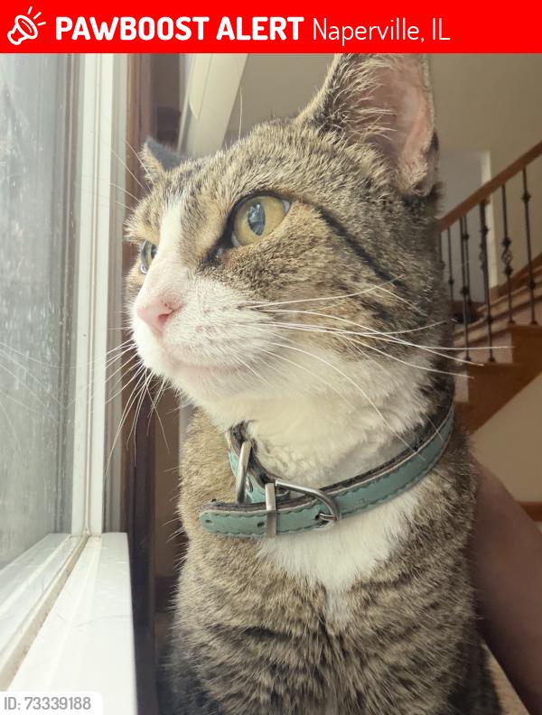 Lost Female Cat last seen Sequoia and Ambleside, Naperville, IL 60540
