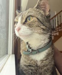 Lost Female Cat last seen Sequoia and Ambleside, Naperville, IL 60540