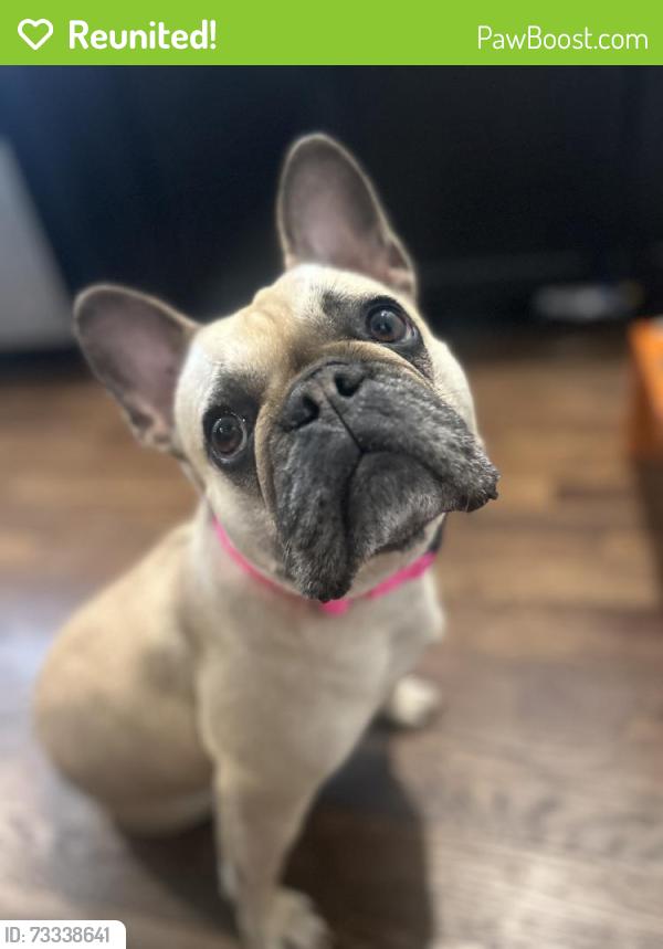 Reunited Female Dog last seen Near E Muir Ave, Hazel Park, MI 48030, USA, Hazel Park, MI 48030