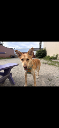 Reunited Female Dog last seen Glen Drive and East 11th Ave, Vancouver, BC V5T 4V5