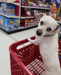 Lost Male Dog last seen 30th, San Bernardino, CA 92404