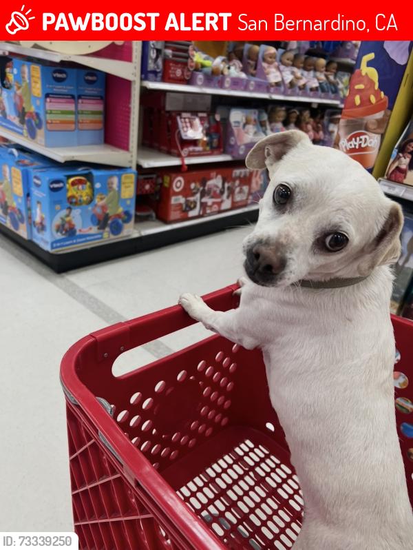 Lost Male Dog last seen 30th, San Bernardino, CA 92404