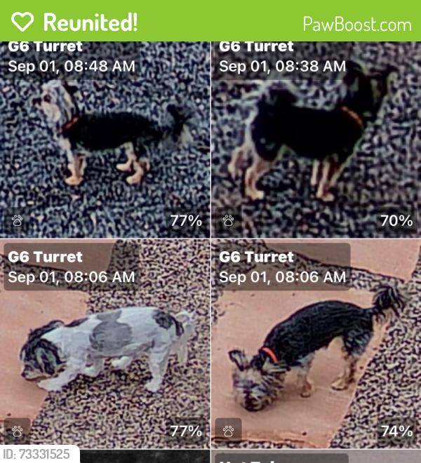Reunited Female Dog last seen Wyoming and Beverly Hills, Albuquerque, NM 87113