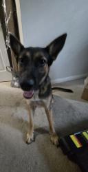 Found/Stray Female Dog last seen Winfield Lakes Trail, Fresno, TX 77545